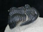 Bargain Hollardops Trilobite - #5376-1